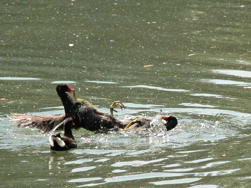 Gallinella d''acqua - Gallinula chloropus